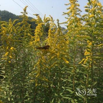 安吉子艺农家民宿酒店提供图片