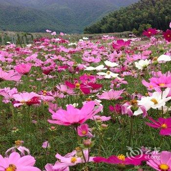 荔波四季花海木屋假日酒店酒店提供图片