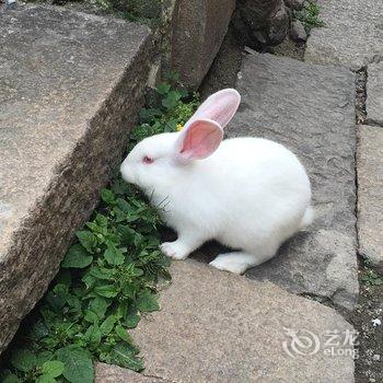 同里穿心阁精品客栈酒店提供图片