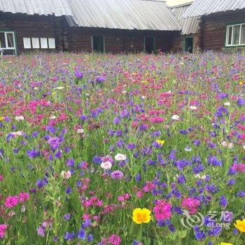 布尔津禾木鹿野乡村旅馆酒店提供图片