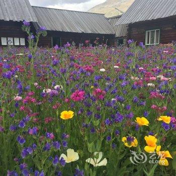 布尔津禾木鹿野乡村旅馆酒店提供图片