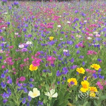 布尔津禾木鹿野乡村旅馆酒店提供图片