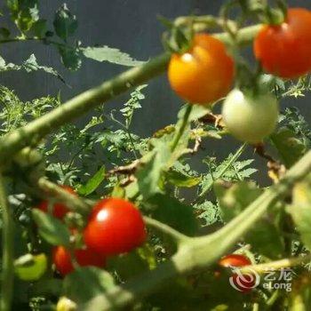 临安芦山潮宿民宿酒店提供图片