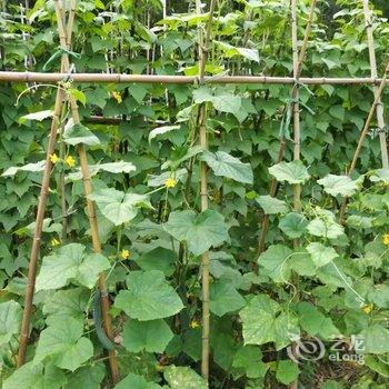 临安芦山潮宿民宿酒店提供图片