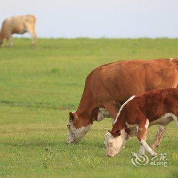 克什克腾旗干诺敏杭盖牧人家住宿酒店提供图片