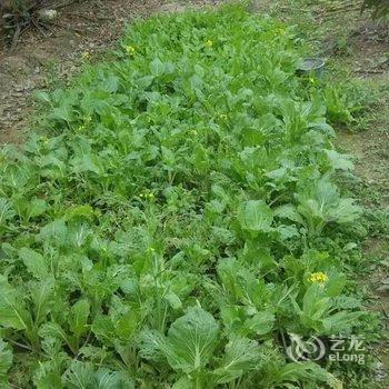 阳朔花园小厨客栈酒店提供图片
