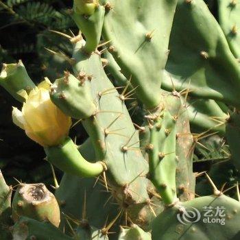 北海涠洲岛打渔部落客栈酒店提供图片