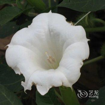 北海涠洲岛打渔部落客栈酒店提供图片