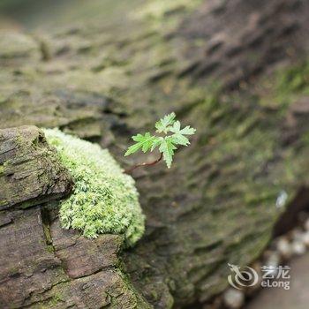 厦门杨雪的花草生活民宿酒店提供图片