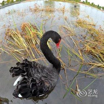 上海崇明天鹅苑度假村酒店提供图片