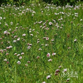 丰宁(承德)草原风情俱乐部酒店提供图片