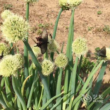 兴城菊花岛海之蓝宾馆酒店提供图片