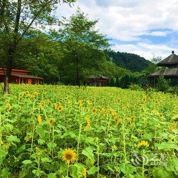 黄山普仁渡森林树屋酒店提供图片