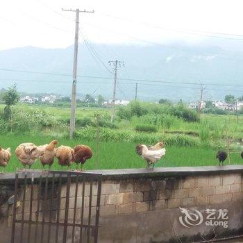 黄山菊诗苑酒店提供图片