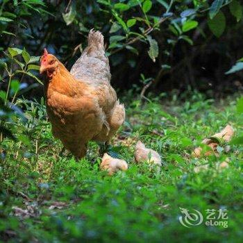 长兴盛夏山庄酒店提供图片