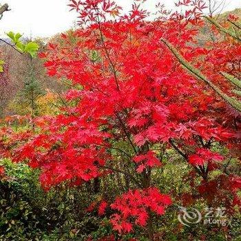 神农架馨怡客栈酒店提供图片