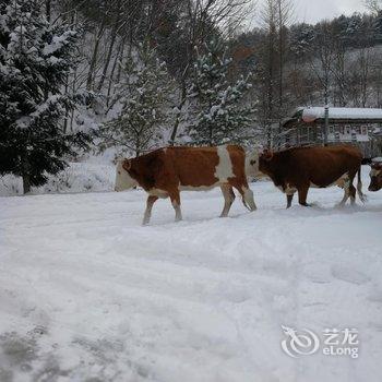 五常山林雪谷童话时光客栈酒店提供图片