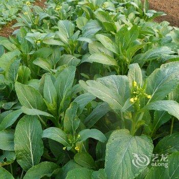 英德园田小居住宿酒店提供图片