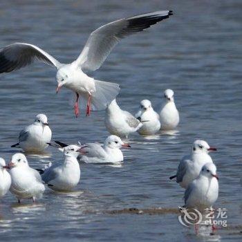 绥中幸福港湾海景公寓酒店提供图片