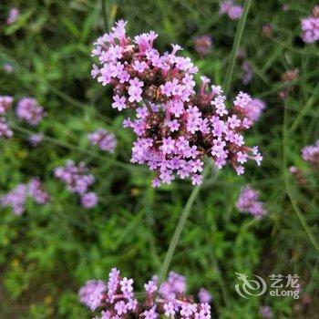 莫干山栖庭客栈酒店提供图片