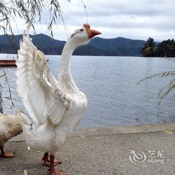 泸沽湖纳西青年旅社酒店提供图片