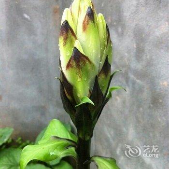 邛崃香椿休闲农庄酒店提供图片