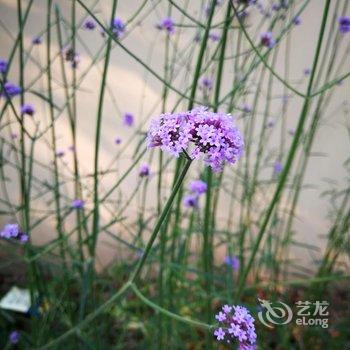 崇明海上花岛生态度假酒店酒店提供图片