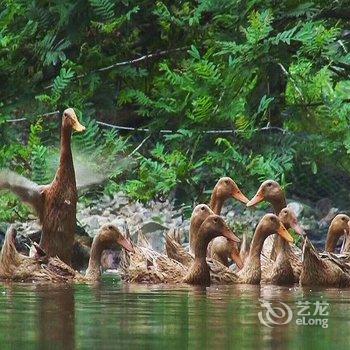 乐清借山居民宿酒店提供图片