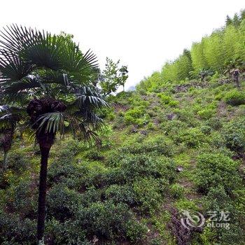 武夷山桐木草木堂客栈酒店提供图片