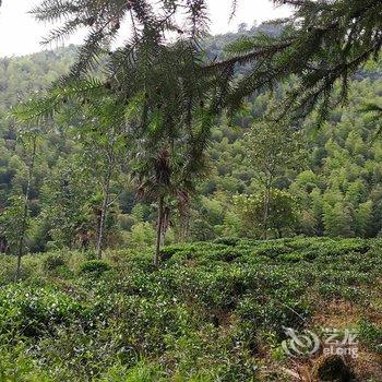 武夷山桐木草木堂客栈酒店提供图片