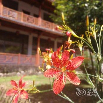 武夷山桐木草木堂客栈酒店提供图片