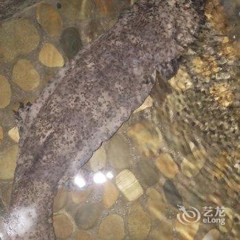 江口梵净山流水人家水族馆酒店提供图片