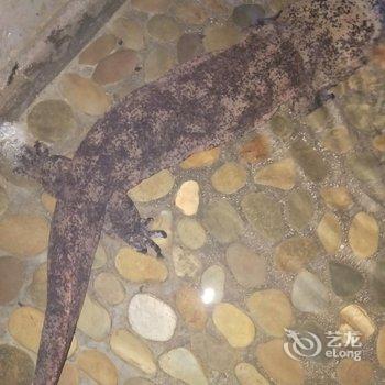 江口梵净山流水人家水族馆酒店提供图片