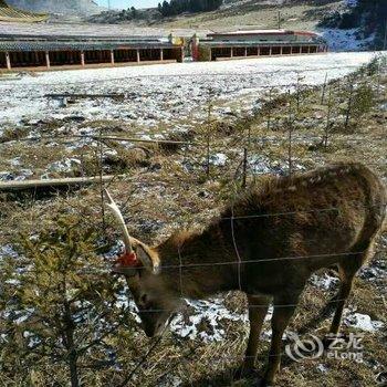 碌曲郎木寺清秀宾馆酒店提供图片