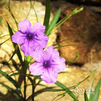 北海涠洲岛从盛夏到凉秋咖啡客栈酒店提供图片