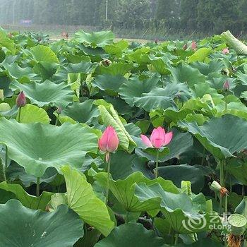 永嘉芙蓉小庐酒店提供图片