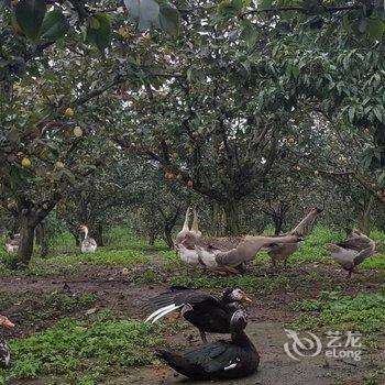 抚仙湖柏田庄园度假酒店酒店提供图片