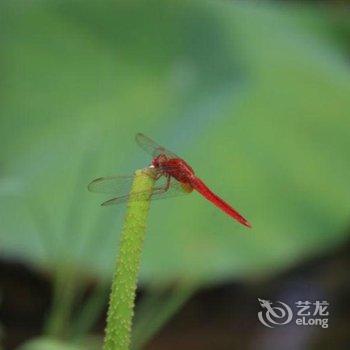 丘北普者黑一搭客栈酒店提供图片