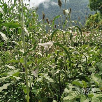 海螺沟云岭温泉山庄酒店提供图片