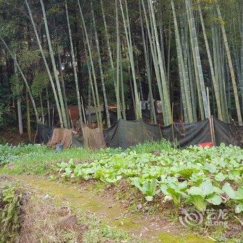 婺源望乡青年旅社酒店提供图片