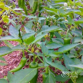 景德镇瑶里高山茶客栈酒店提供图片