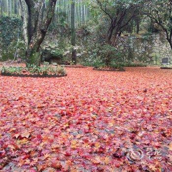 莫干山林海别墅酒店提供图片