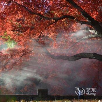 莫干山林海别墅酒店提供图片