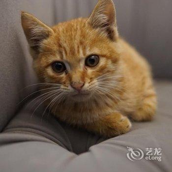 上海迪士林青年旅舍酒店提供图片