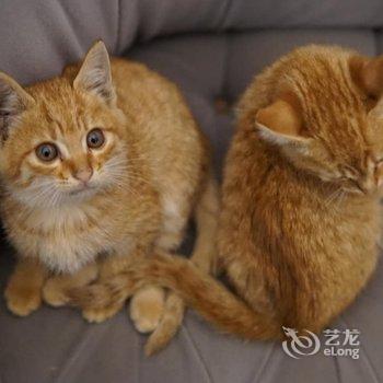 上海迪士林青年旅舍酒店提供图片