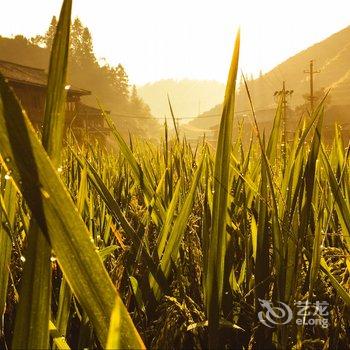 桂林龙胜香槟旅馆(二店)酒店提供图片