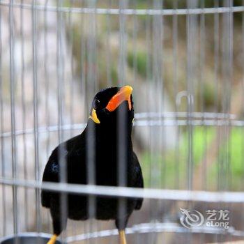 雁荡山古月小栈酒店提供图片