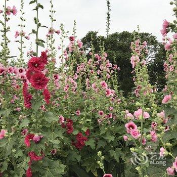 启东印象沙地休闲农庄酒店提供图片