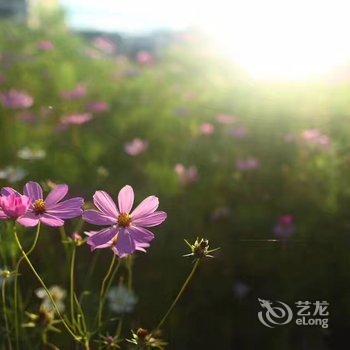 坝上草原石家大院(原中都草原塔拉牧会馆)酒店提供图片