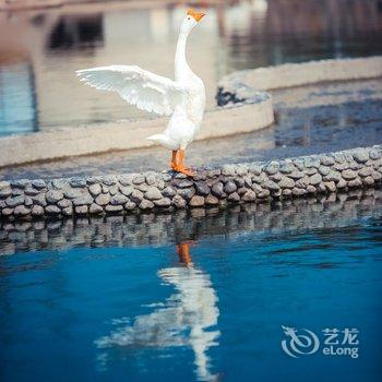 华博度假村(上海国际旅游度假区野生动物园店)酒店提供图片